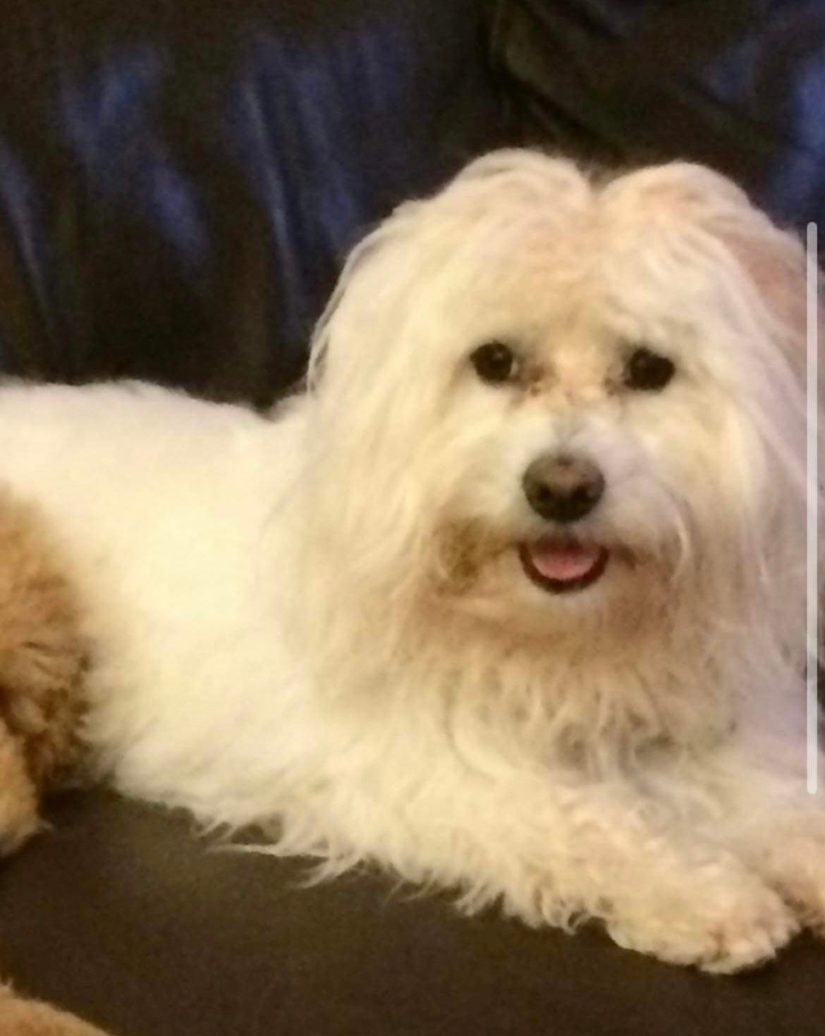 Custom Beaded Pet Bag