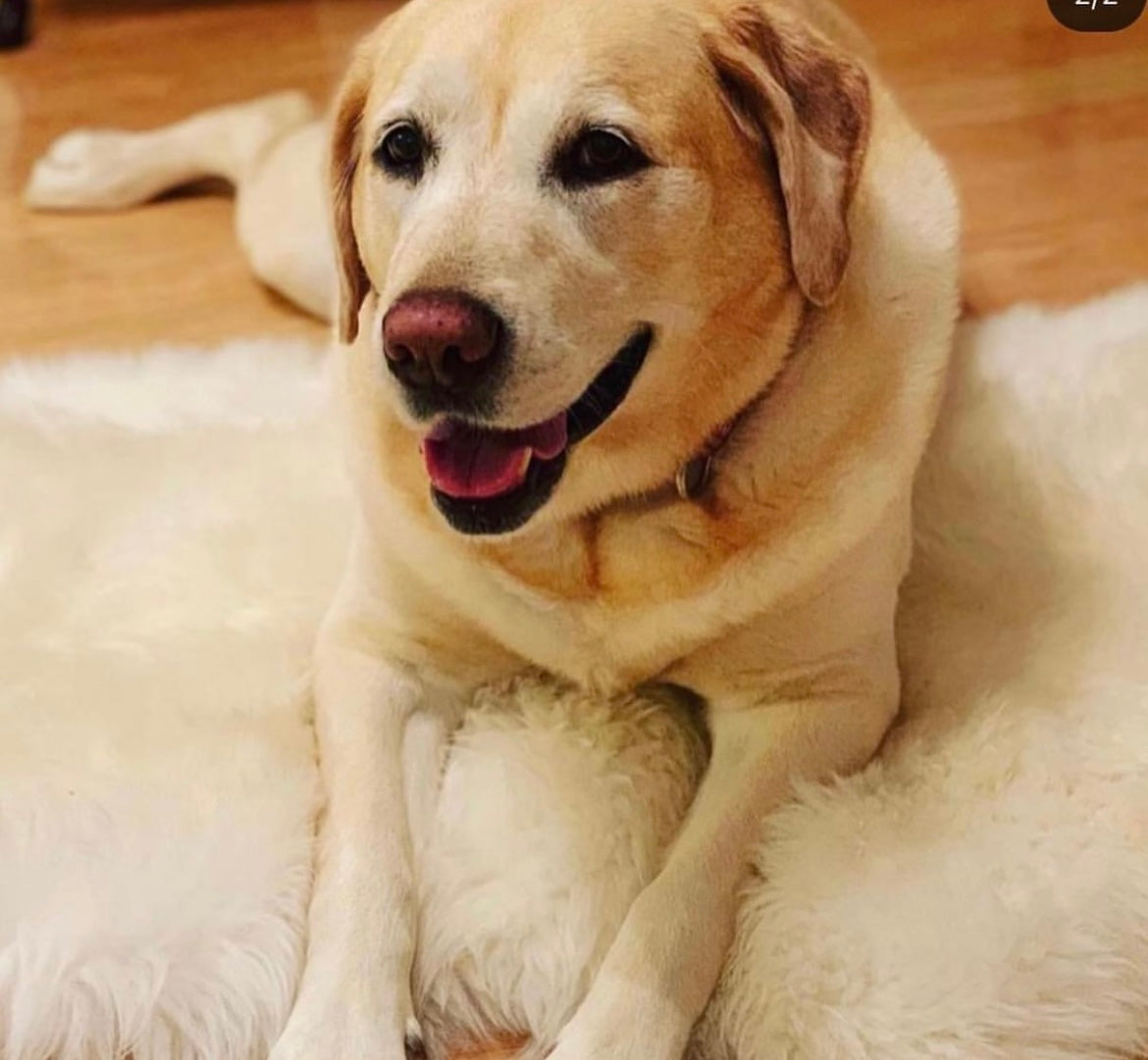 Custom Beaded Pet Bag