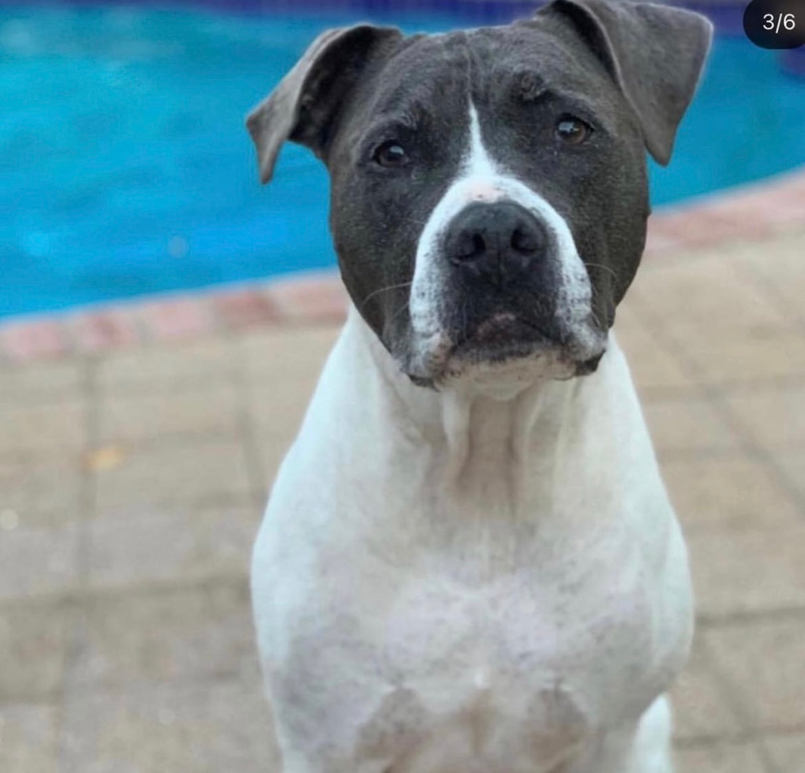 Custom Beaded Pet Bag